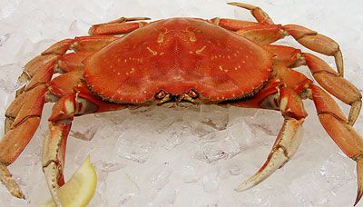 Whole Cooked Dungeness Crab (Price is Per Lb.) in Local Wild Caught Sustainable Seafood at Ocean Bleu Seafoods