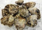 Yaquina Bay Oysters - Dozen in  at Ocean Bleu Seafoods