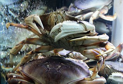 Live Dungeness Crab in Local Wild Caught Sustainable Seafood at Ocean Bleu Seafoods