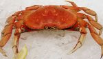 Whole Cooked Dungeness Crab (Price is Per Lb.) in  at Ocean Bleu Seafoods